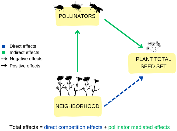 Pak om te zetten uitgehongerd verpleegster WE - Plant spatial aggregation modulates the interplay between plant  competition and pollinator attraction with contrasting outcomes of plant  fitness